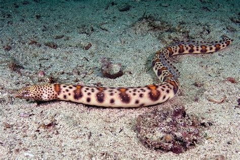 snake fish eel|Snake Eels (Ophichthidae) .